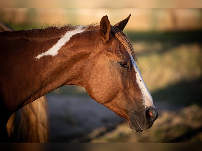 Paint Horse Wallach 15 Jahre 153 cm in Tamm
