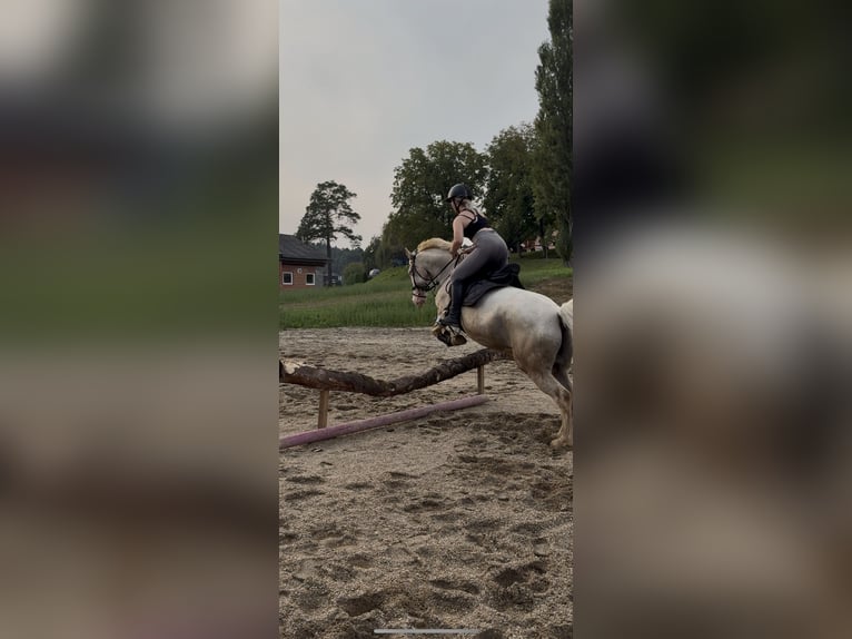 Paint Horse Mix Wallach 15 Jahre 155 cm Cremello in Bad Waltersdorf