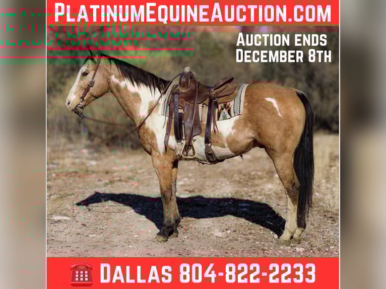 Paint Horse Wallach 15 Jahre 155 cm in Camp Verde AZ