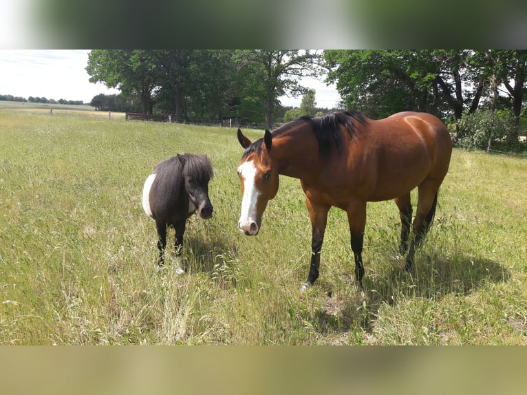 Paint Horse Wallach 15 Jahre 160 cm Brauner in Wettmar Paint Horse Wallach 15 Jahre 160 cm Brauner in Wettmar