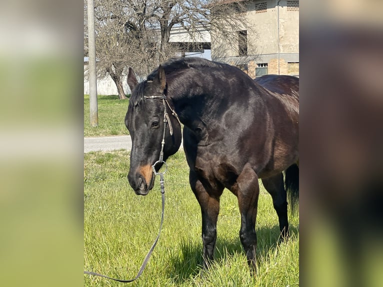 Paint Horse Wallach 15 Jahre 160 cm Dunkelbrauner in Boccaleone