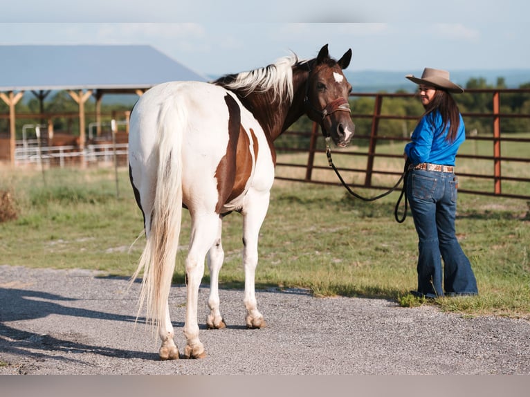 Paint Horse Wallach 15 Jahre 160 cm Schecke in Horton