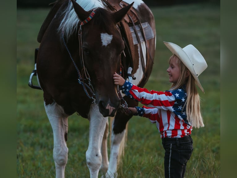 Paint Horse Wallach 15 Jahre 160 cm Schecke in Horton