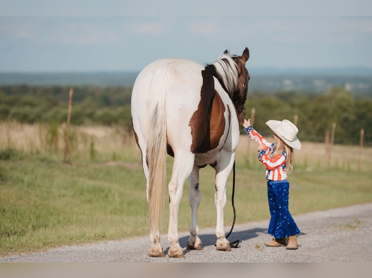 Paint Horse Wallach 15 Jahre 160 cm Schecke in Horton