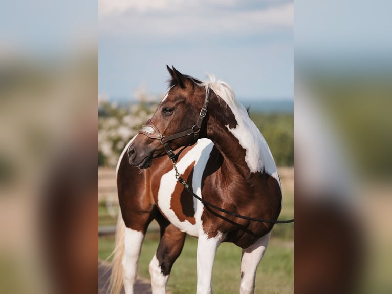 Paint Horse Wallach 15 Jahre 160 cm Schecke in Horton