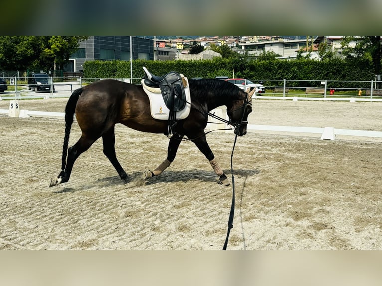 Paint Horse Wallach 15 Jahre 160 cm Schwarzbrauner in Bergamo