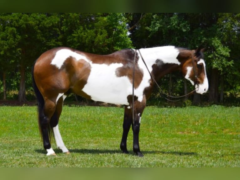Paint Horse Wallach 15 Jahre Overo-alle-Farben in Greeneville Ky