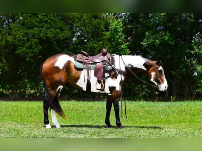 Paint Horse Wallach 15 Jahre Overo-alle-Farben in Greeneville Ky