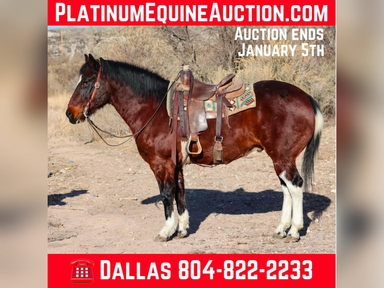 Paint Horse Wallach 15 Jahre Rotbrauner in Camp Verde AZ