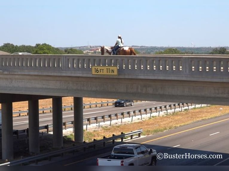 Paint Horse Wallach 15 Jahre Rotfuchs in Weatherford, TX