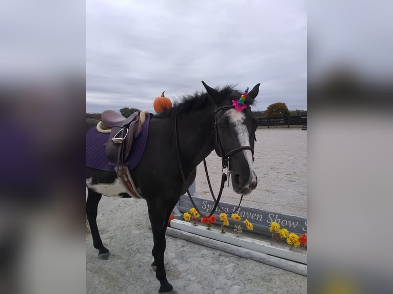 Paint Horse Mix Wallach 17 Jahre 152 cm Rappe in Mohnton, PA