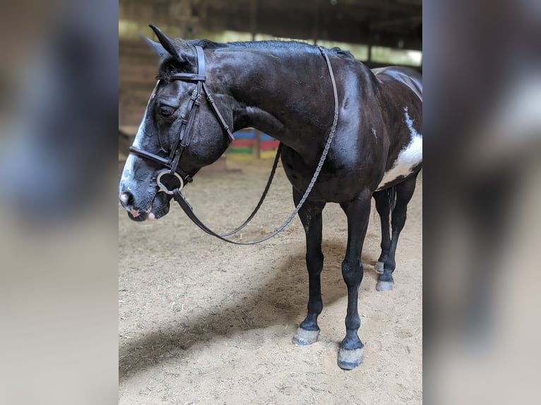 Paint Horse Mix Wallach 17 Jahre 152 cm Rappe in Mohnton, PA