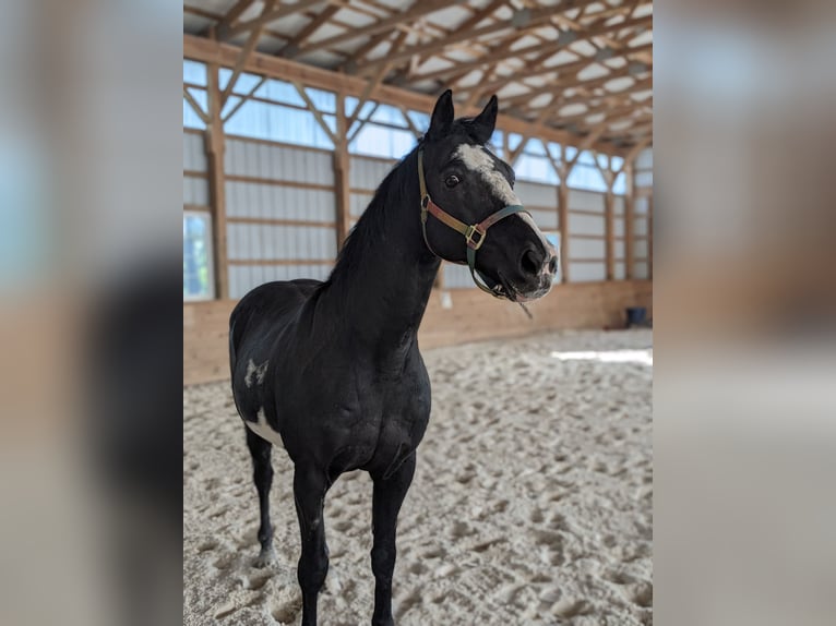 Paint Horse Mix Wallach 17 Jahre 152 cm Rappe in Mohnton, PA