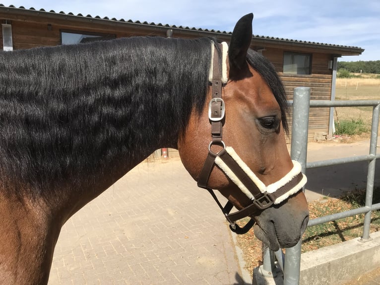 Paint Horse Wallach 17 Jahre 156 cm Brauner in Buggingen