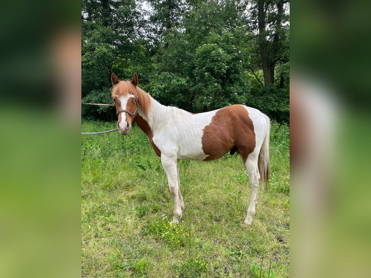 Paint Horse Wallach 1 Jahr 138 cm Tobiano-alle-Farben in Mosina, Wielkopolska