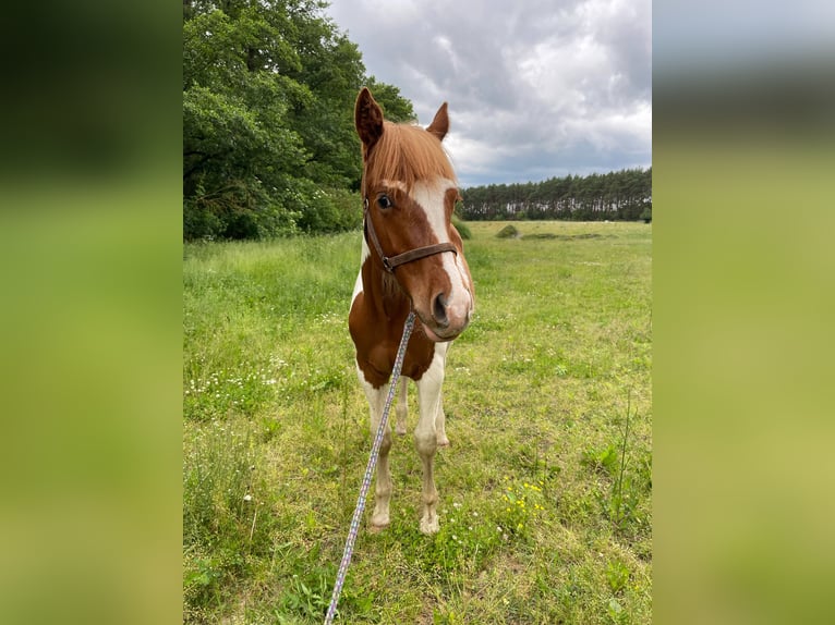 Paint Horse Wallach 1 Jahr 138 cm Tobiano-alle-Farben in Mosina, Wielkopolska