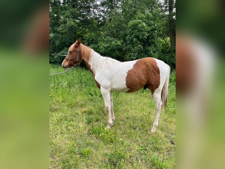 Paint Horse Wallach 1 Jahr 138 cm Tobiano-alle-Farben in Mosina, Wielkopolska