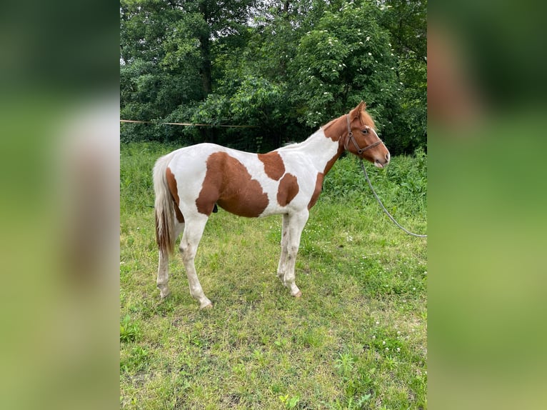 Paint Horse Wallach 1 Jahr 138 cm Tobiano-alle-Farben in Mosina, Wielkopolska