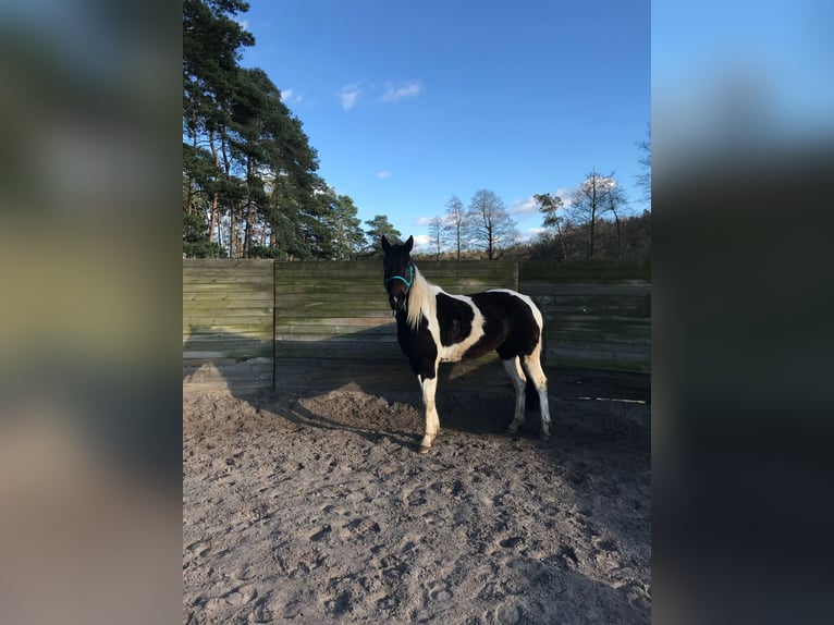 Paint Horse Wallach 1 Jahr 138 cm Tobiano-alle-Farben in Mosina, Wielkopolska