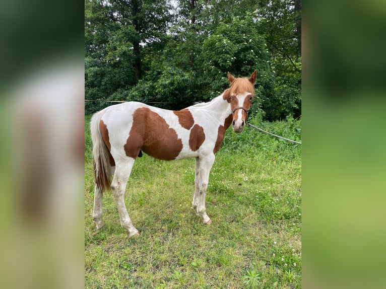 Paint Horse Wallach 1 Jahr 138 cm Tobiano-alle-Farben in Mosina, Wielkopolska