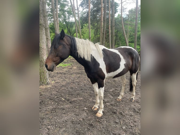 Paint Horse Wallach 1 Jahr 138 cm Tobiano-alle-Farben in Mosina, Wielkopolska