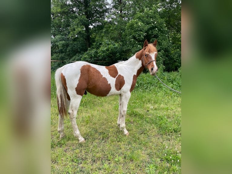 Paint Horse Wallach 1 Jahr 138 cm Tobiano-alle-Farben in Mosina, Wielkopolska