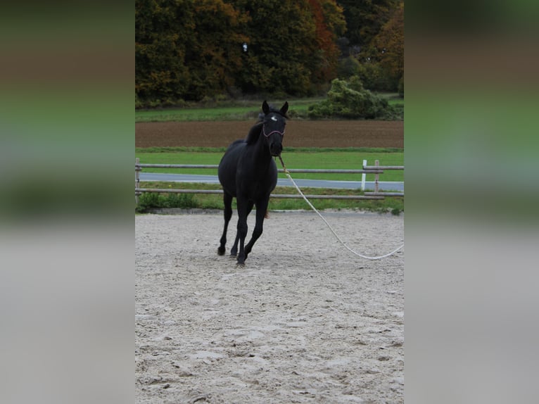 Paint Horse Wallach 1 Jahr 142 cm Rappe in Kirchensittenbach