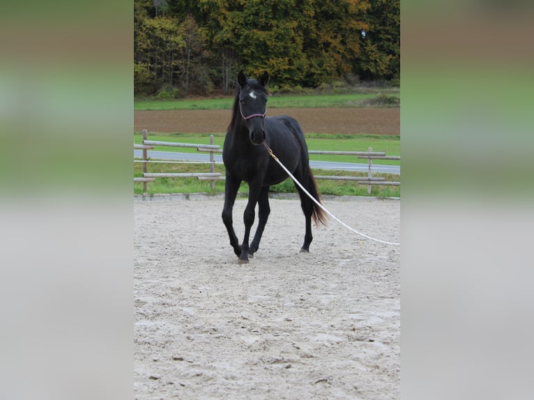 Paint Horse Wallach 1 Jahr 142 cm Rappe in Kirchensittenbach