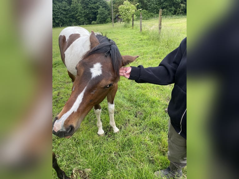 Paint Horse Wallach 1 Jahr 152 cm Tobiano-alle-Farben in Bergkamen