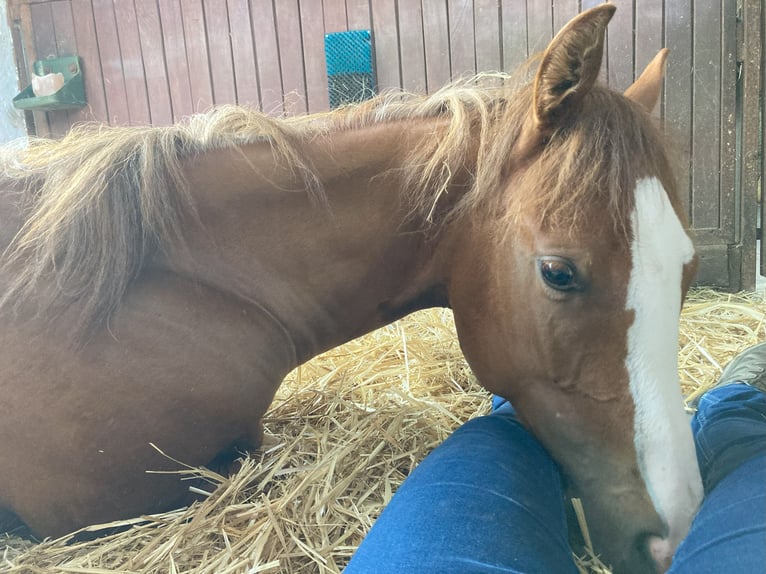 Paint Horse Wallach 1 Jahr Fuchs in Bretten