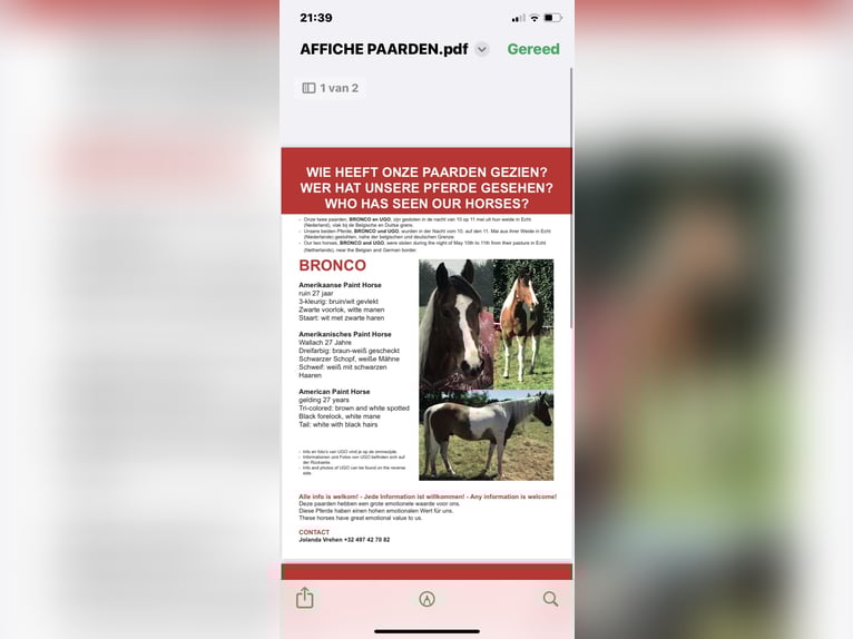 Paint Horse Wallach 27 Jahre 150 cm Tobiano-alle-Farben in Echt