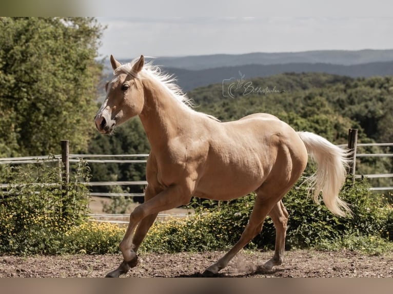 Paint Horse Wallach 2 Jahre 145 cm Palomino in Modautal