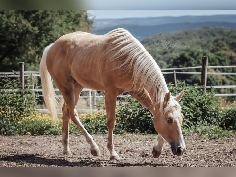 Paint Horse Wallach 2 Jahre 145 cm Palomino in Modautal