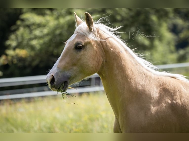 Paint Horse Wallach 2 Jahre 145 cm Palomino in Modautal