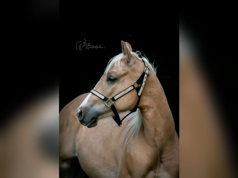Paint Horse Wallach 2 Jahre 145 cm Palomino in Modautal