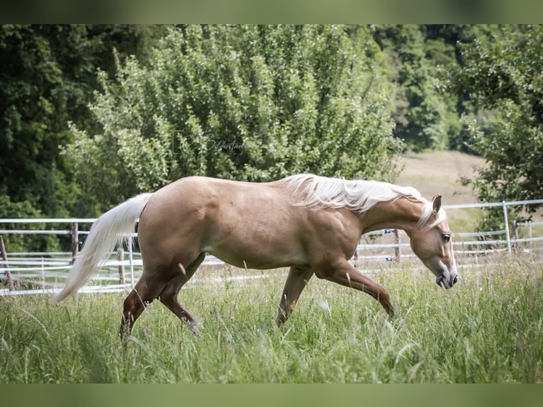 Paint Horse Wallach 2 Jahre 145 cm Palomino in Modautal