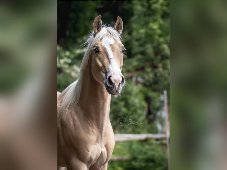 Paint Horse Wallach 2 Jahre 145 cm Palomino in Modautal