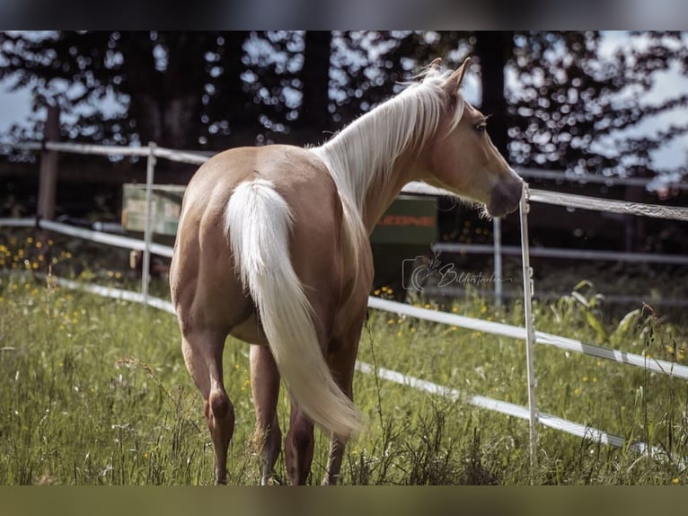 Paint Horse Wallach 2 Jahre 145 cm Palomino in Modautal