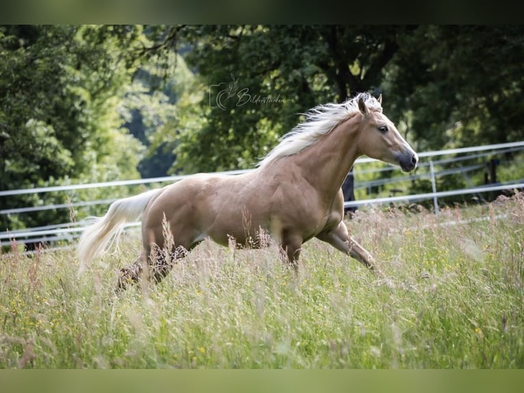 Paint Horse Wallach 2 Jahre 145 cm Palomino in Modautal