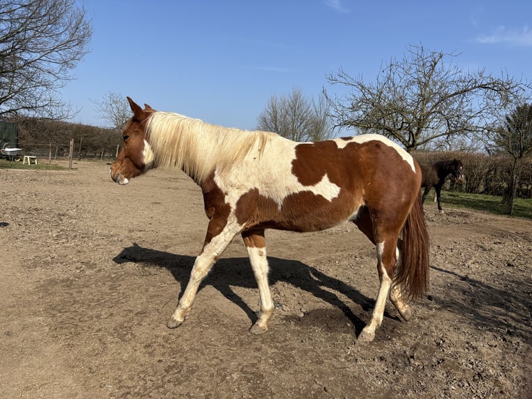 Paint Horse Wallach 2 Jahre 146 cm Schecke in Bemelen