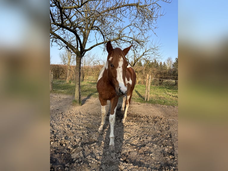 Paint Horse Wallach 2 Jahre 146 cm Schecke in Bemelen