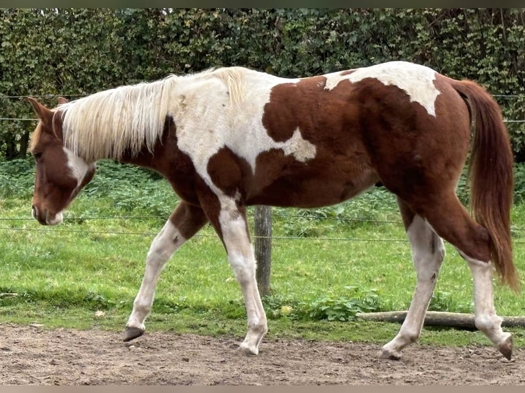 Paint Horse Wallach 2 Jahre 146 cm Schecke in Bemelen