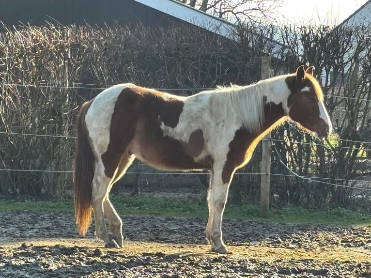 Paint Horse Wallach 2 Jahre 146 cm Schecke in Bemelen