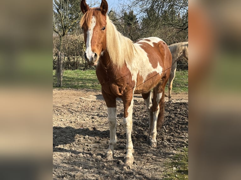 Paint Horse Wallach 2 Jahre 146 cm Schecke in Bemelen