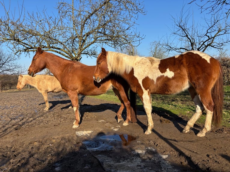 Paint Horse Wallach 2 Jahre 146 cm Schecke in Bemelen