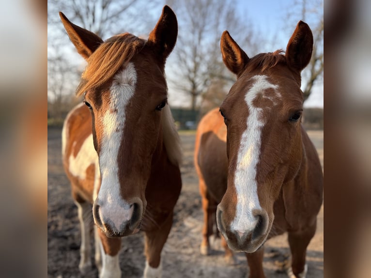 Paint Horse Wallach 2 Jahre 146 cm Schecke in Bemelen