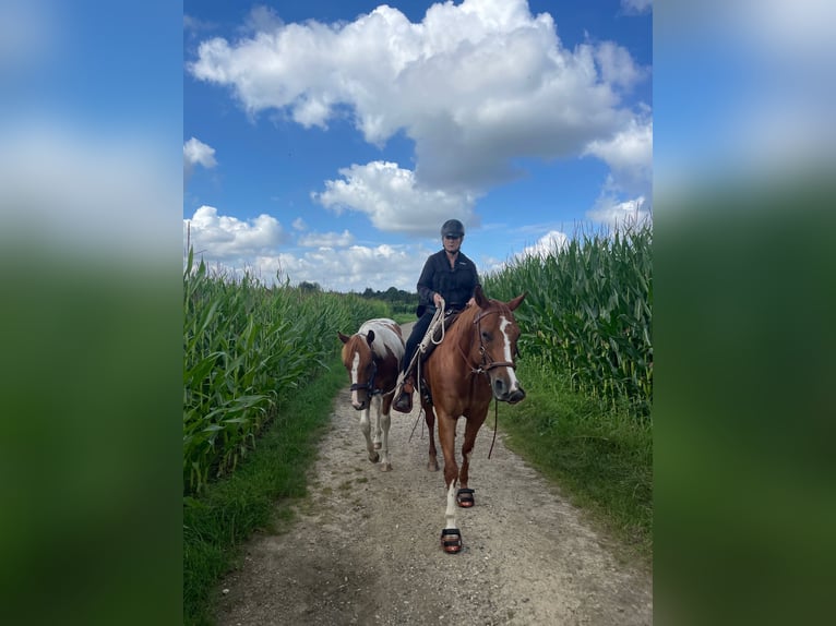 Paint Horse Wallach 2 Jahre 146 cm Schecke in Bemelen