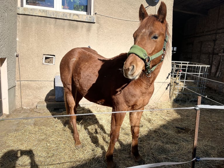 Paint Horse Wallach 2 Jahre 147 cm Fuchs in Sangerhausen