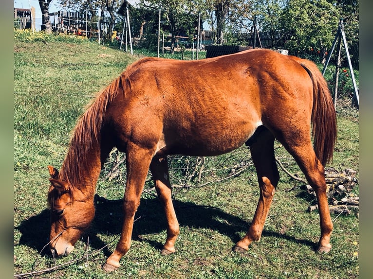 Paint Horse Wallach 2 Jahre 147 cm Fuchs in Sangerhausen