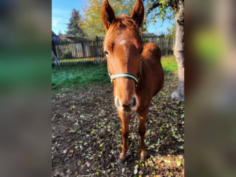 Paint Horse Wallach 2 Jahre 147 cm Fuchs in Sangerhausen